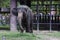 The elephant at a Dusit zoo in Thailand