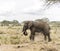 Elephant dust bathing, Serengeti, Tanzania