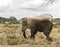 Elephant dust bathing, Serengeti, Tanzania