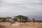 A Elephant dust bathing and a zebra  grazing in Ambosli national park with Mount Kilimanjaro at the backdrop, Kenya