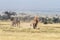 Elephant dusting in the heat of Amboseli