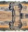 Elephant dusting itself against a reflection in Hwange National Park, Zimbabwe