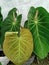 Elephant ear anthurium plants with a unique and interesting texture are suitable for home decoration