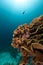 Elephant ear coral (mycedium elephantotus) in the Red Sea.