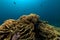 Elephant ear coral (mycedium elephantotus) in the Red Sea.