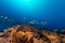 Elephant ear coral (mycedium elephantotus) in the Red Sea.