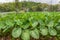 elephant ear farm plantation is sprinkled with sprinkler.