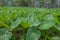 elephant ear farm plantation is sprinkled with sprinkler.