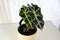 An elephant ear houseplant in a white pot