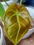 elephant ear leaf or Anthurium crystallinum broadleaf ornamental plant