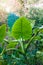 Elephant-ear leaf Colocasia plant