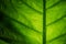 Elephant ear leaf with water drop