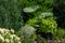 Elephant ear plants featured in a sunny garden