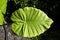 Elephant Ear or Taro plant leaf