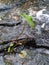 The elephant ear is trapped in rocks and the water hite the stream.