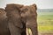 Elephant with ears forward in the savannah of Amboseli Park in K