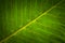 Elephant ears leaf close-up picture, Colocasia leaves