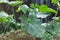 Elephant ears planted in a garden , Colocasia plant, Cocoyam, Da