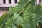 Elephant Ears Taro - Colocasia esculenta