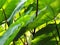 Elephant Ears Taro colocasia esculenta leaves background, selective focus