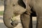 Elephant Eating Food