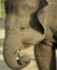 Elephant Eating Food