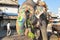 Elephant eating grass, Ahmedabad