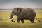 Elephant eating grass during safari in National Park of Ngorongoro, Tanzania. Beautiful yellow flowers around him. Wild nature of