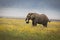 Elephant eating grass during safari in National Park of Ngorongoro, Tanzania. Beautiful yellow flowers around him. Wild nature of