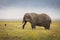 Elephant eating grass during safari in National Park of Ngorongoro, Tanzania. Beautiful yellow flowers around him. Wild nature of