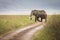 Elephant eating grass during safari in National Park of Ngorongoro, Tanzania.. Wild nature of Africa