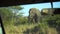 Elephant Eating Grass in Savannah of Tanzania National Park. African Safari