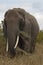 Elephant eating grass in Tanzania