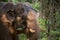 Elephant eating in the Jungle. Thailand, South East Asia.