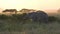 Elephant Eating Leaf and Grass After Sunset. Tanzania. Animal in Natural Habitat