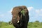 Elephant eating lunch