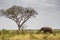 Elephant eating near a tall tree