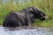 Elephant eating papyrus in river, Botswana