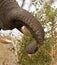 Elephant eating thorn bush