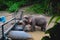 An elephant eating water near the bridge used to cross to the raft