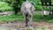 An elephant eats corn while his legs are chained in an elephant camp.