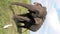 Elephant Eats Grass With Egrets - Closeup Vertical Social Media Format