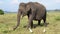 Elephant eats grass with egrets - side view