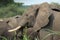 An elephant eats grass in the Queen Elizabeth National Park in Uganda