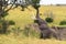 An elephant eats leaves from a tree. Masai Mara, Kenya