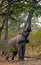 Elephant eats the young shoots of the tree. Zambia. Lower Zambezi National Park.