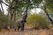 Elephant eats the young shoots of the tree. Zambia. Lower Zambezi National Park.