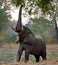 Elephant eats the young shoots of the tree. Zambia. Lower Zambezi National Park.