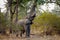 Elephant eats the young shoots of the tree. Zambia. Lower Zambezi National Park.