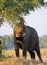 Elephant eats the young shoots of the tree. Zambia. Lower Zambezi National Park.